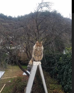 “剧场版战役!逆境中绝地反击成经典,赛场激情燃烧”