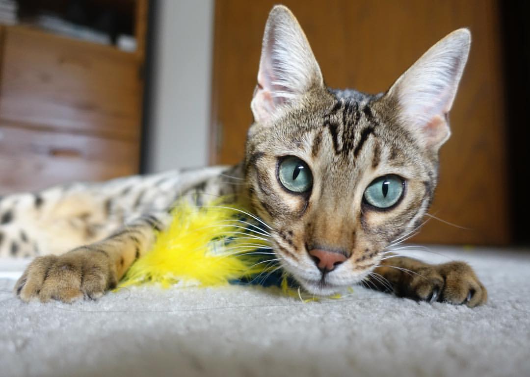 “法甲战役进入高潮,豪门逐鹿中原”,法甲激烈