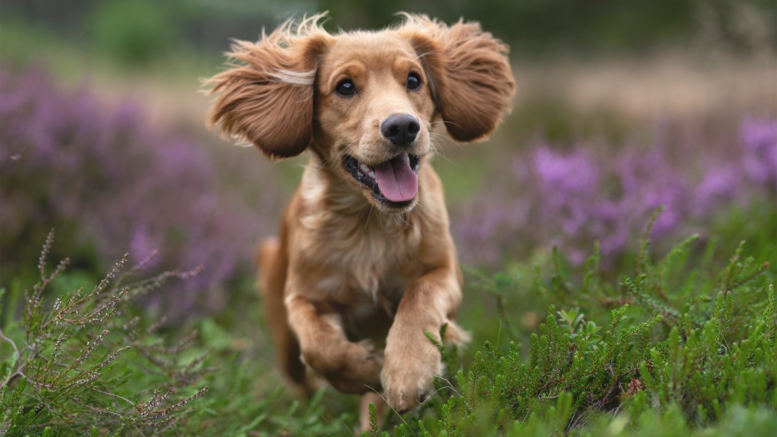 爱游戏综合娱乐-“西甲战火不断，豪门激战点燃赛场热情”，西甲豪门球队