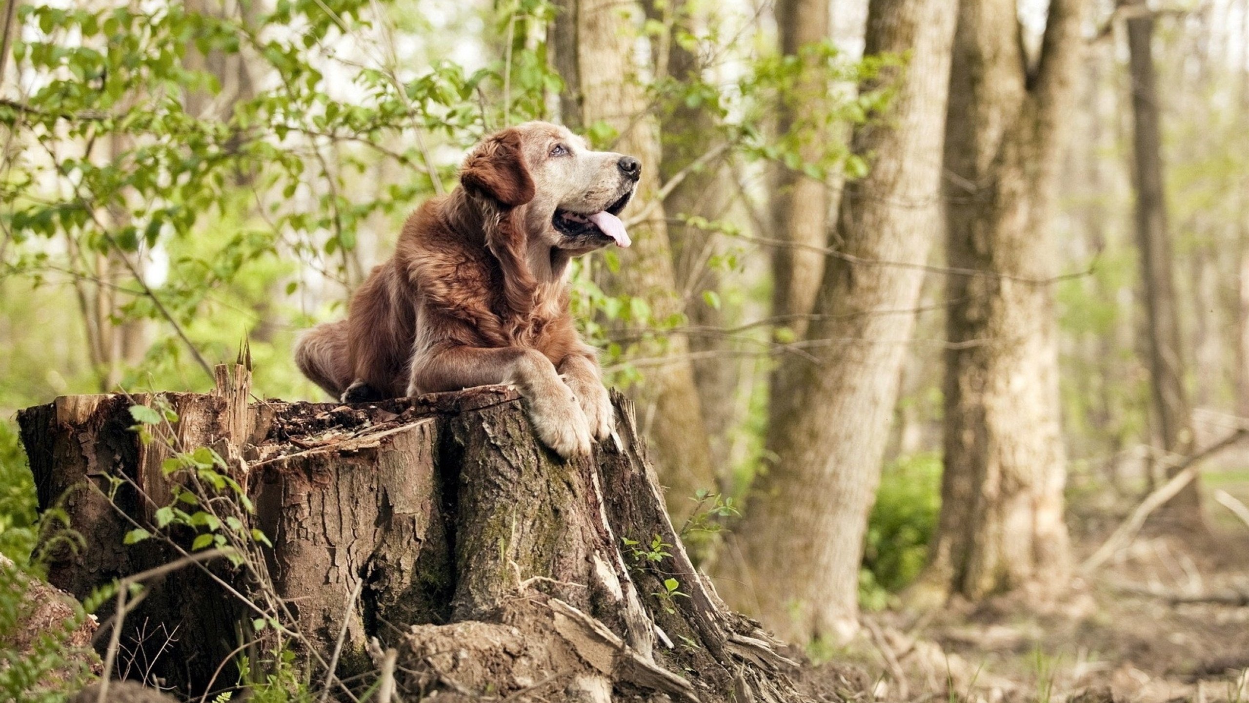 爱游戏app下载-【胜负关键】分析比赛中节节败退的主要原因，什么叫节节败退