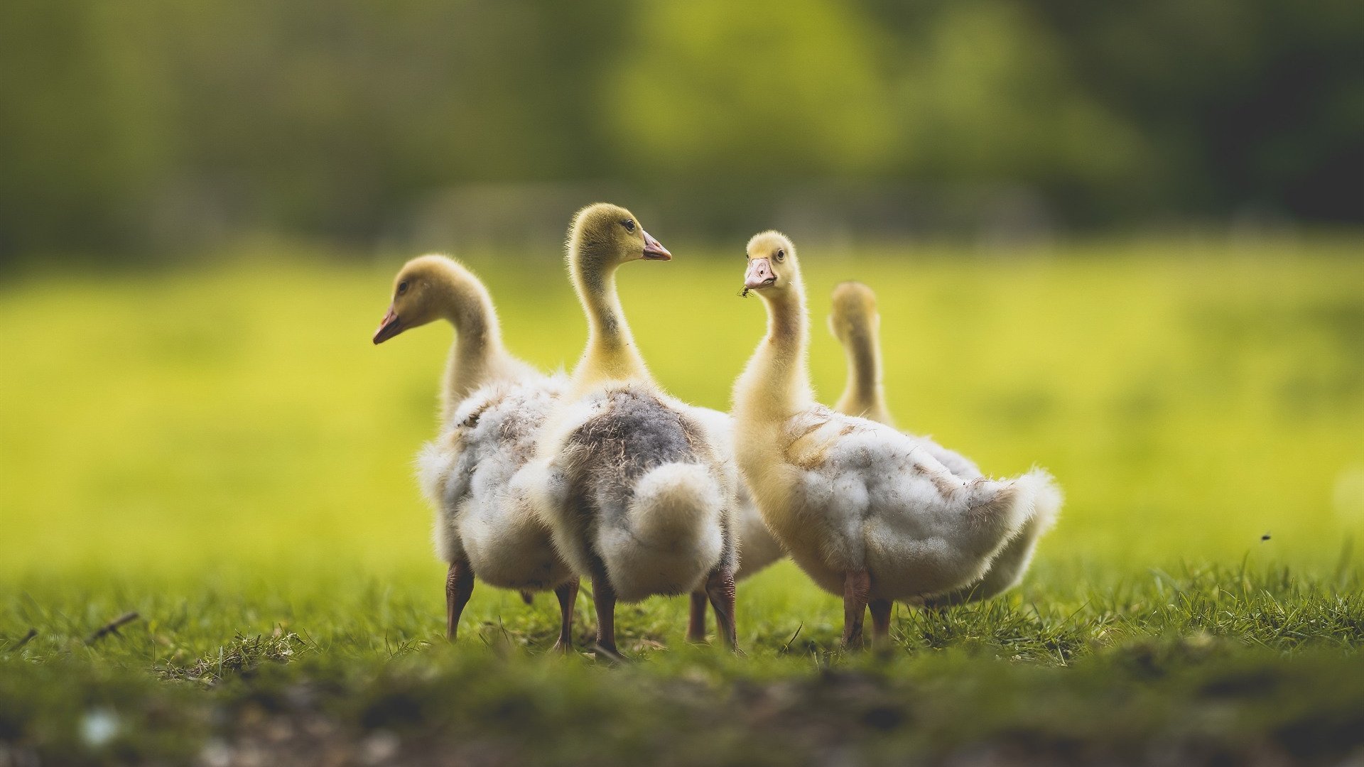世界桥牌锦标赛,智者的巅峰对决,世界桥牌大赛