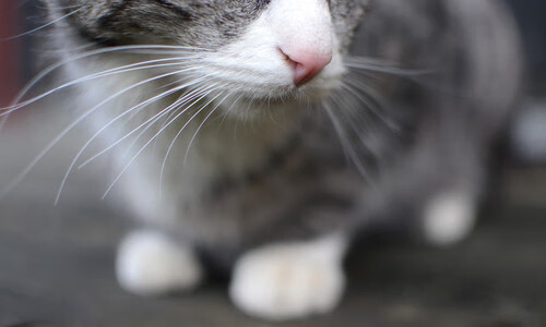 德甲焦点，比赛数据背后隐藏的战术密码与执行力，德甲解析