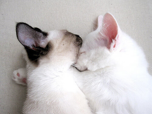 意甲联赛新星不断涌现,未来之路可期,意甲联赛最新转会新闻