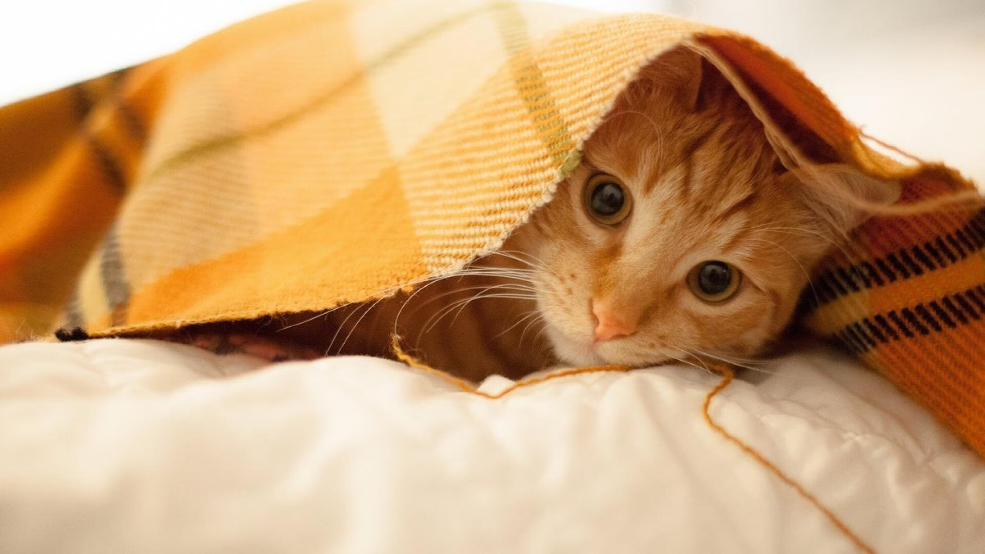 法甲联赛中出现多场高比分比赛,精彩纷呈,法甲联赛比分查询