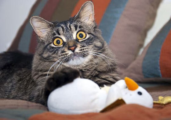 爱游戏中国官方登录入口网站-英雄联盟 赛区对抗精彩纷呈，英雄联盟赛区比赛