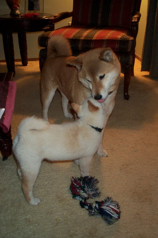 上海久事进攻多样化策略显成效,上海久事能进季后赛吗