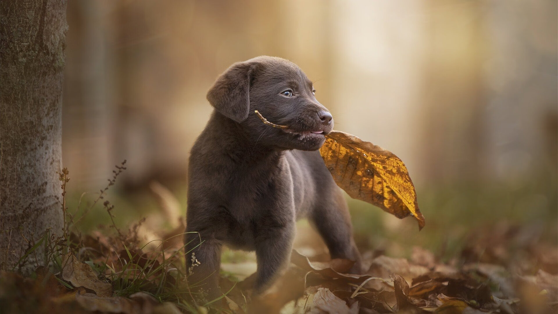 爱游戏在线登录入口-加维因伤缺席欧洲杯，加维巴萨