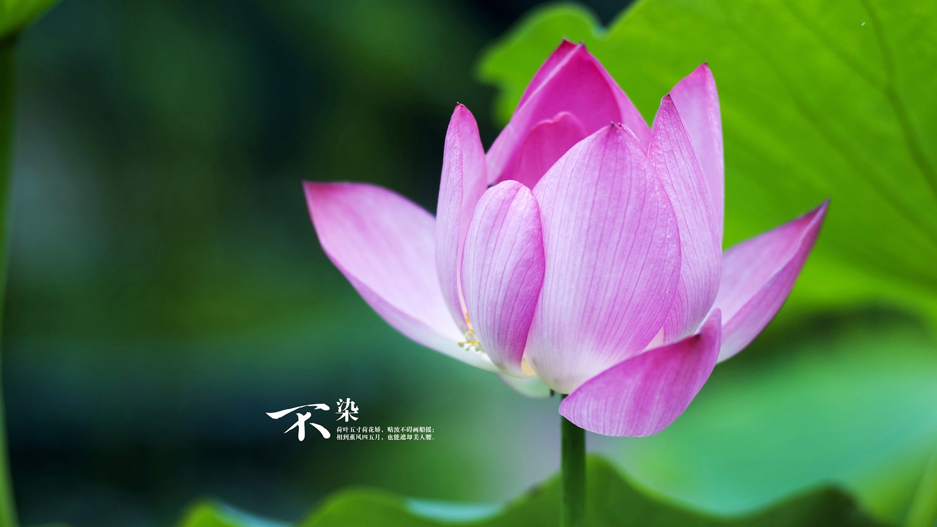 墨西哥马术协会出版“Charreada”历史专著,记录赛事发展历程。