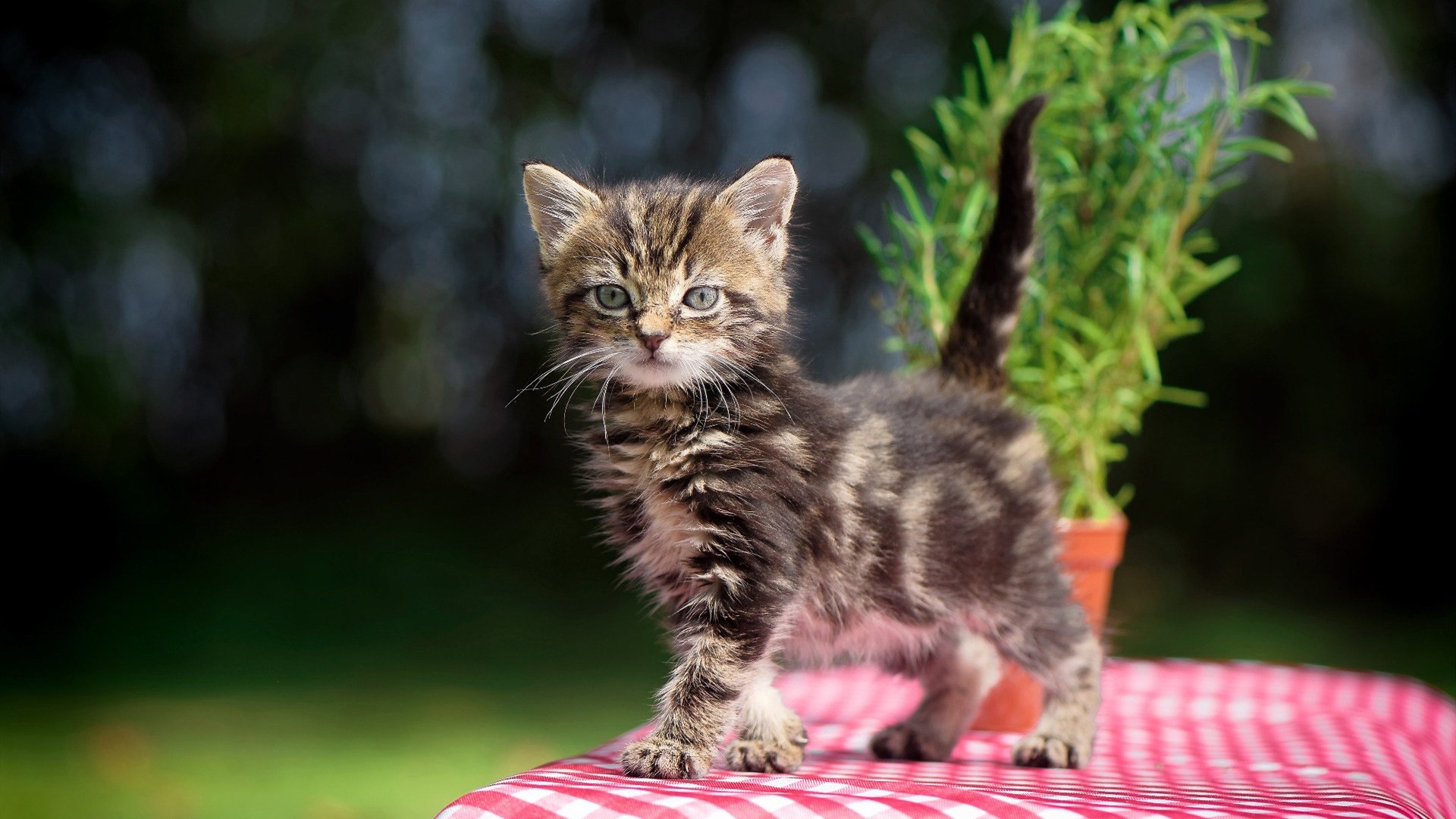 布鲁诺·卡博克洛成为NBA国际化象征,布洛克vs卡里