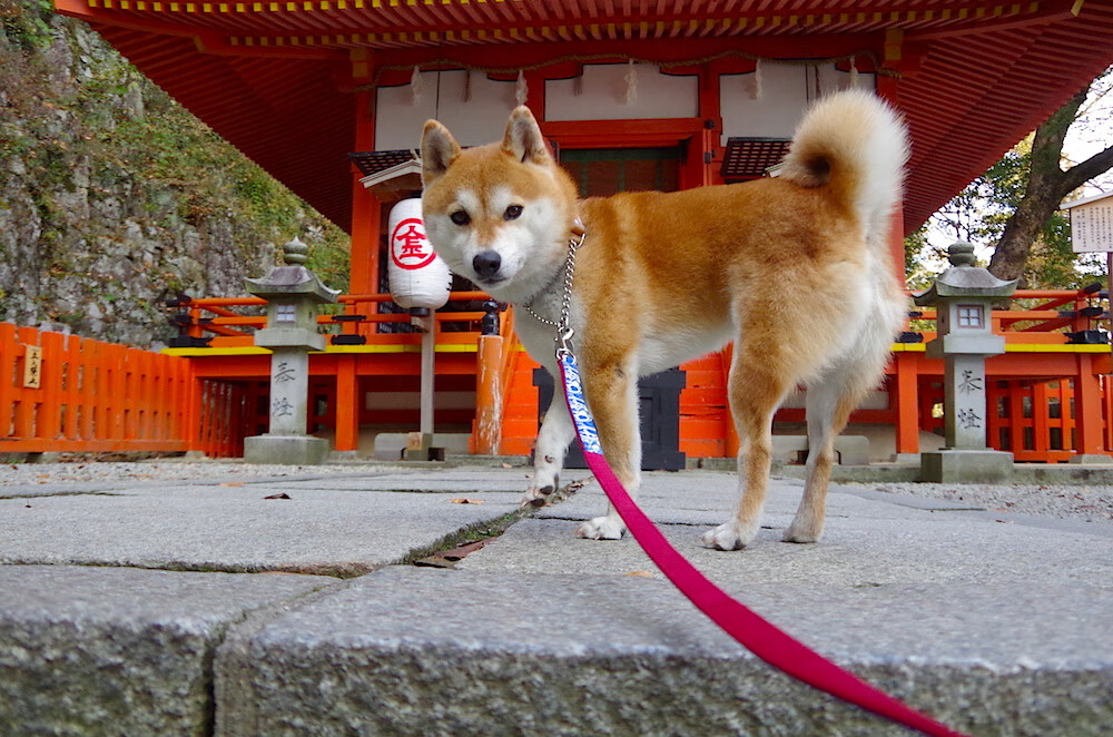 广厦控股外线火力成为取胜利器，广厦控股集团怎么样