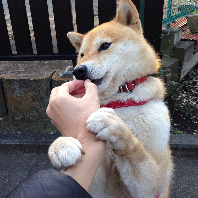 AYX GAMING-日本男足奥运征程精彩纷呈！，日本男足奥运会争冠