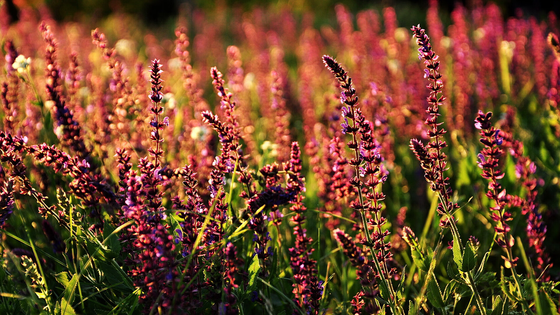 美国队在巴黎奥运会比赛中展现出高效的传球配合,奥运会美国队篮球