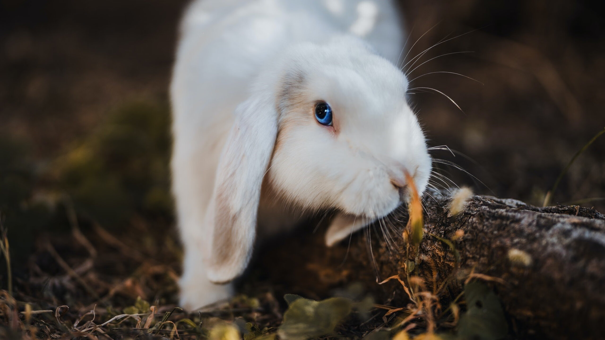 著名球员在比赛中展现出众技艺,助球队获胜,著名球员足球