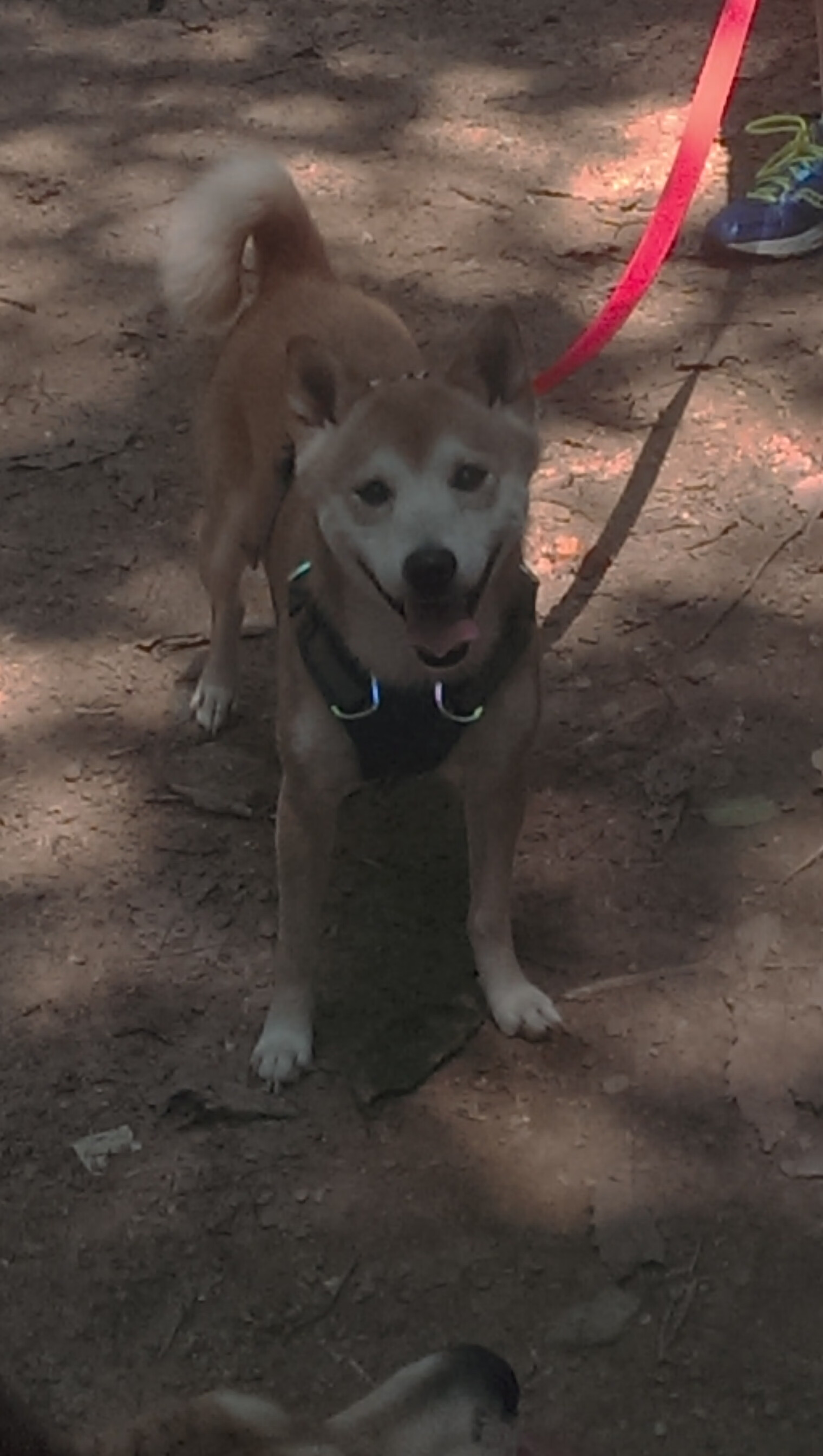 西班牙球队发挥出色,取得连胜领先积分榜,西班牙球队排名