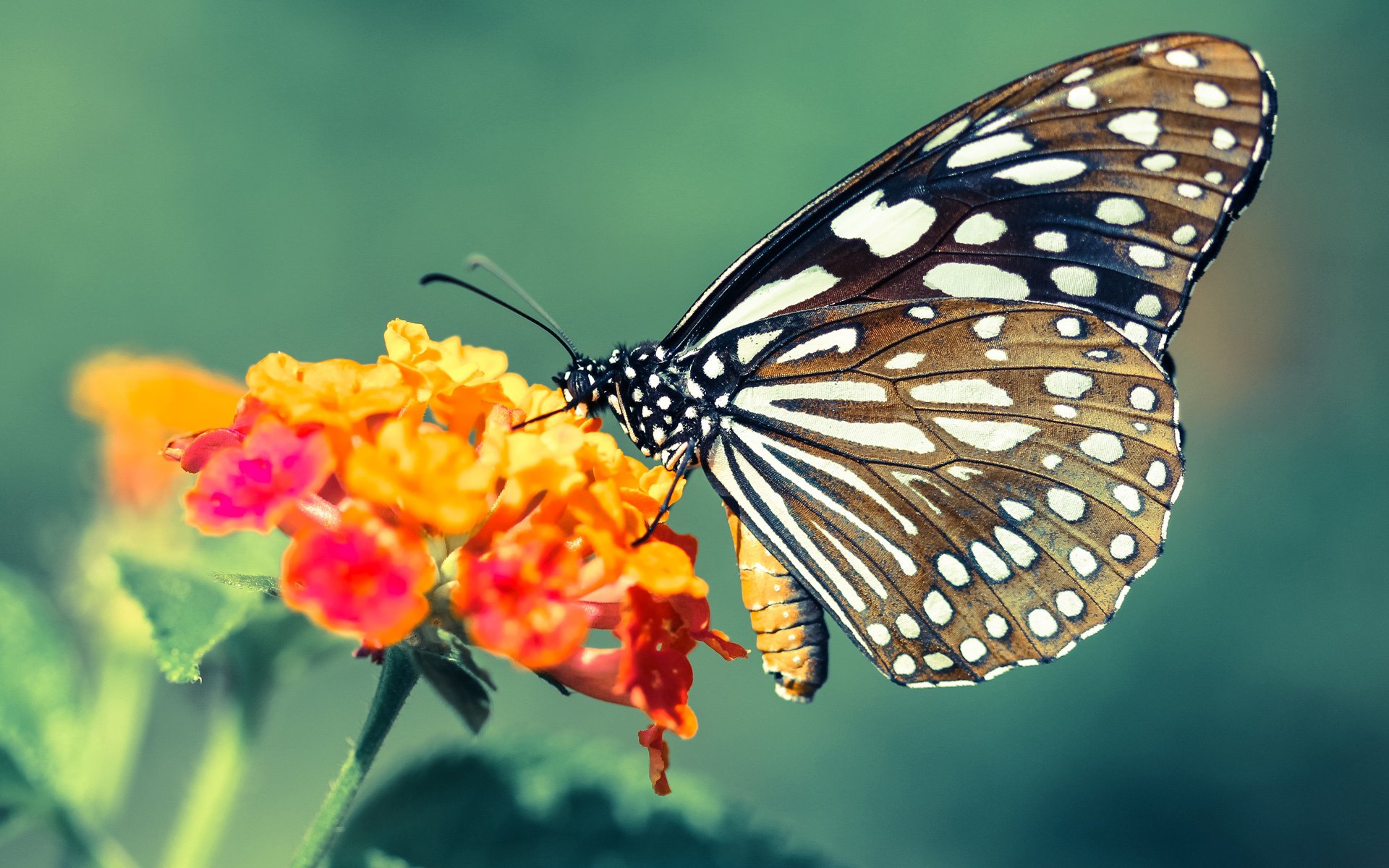 足球比赛中哪支球队将成为黑马冲到前列?,足球什么联赛最厉害