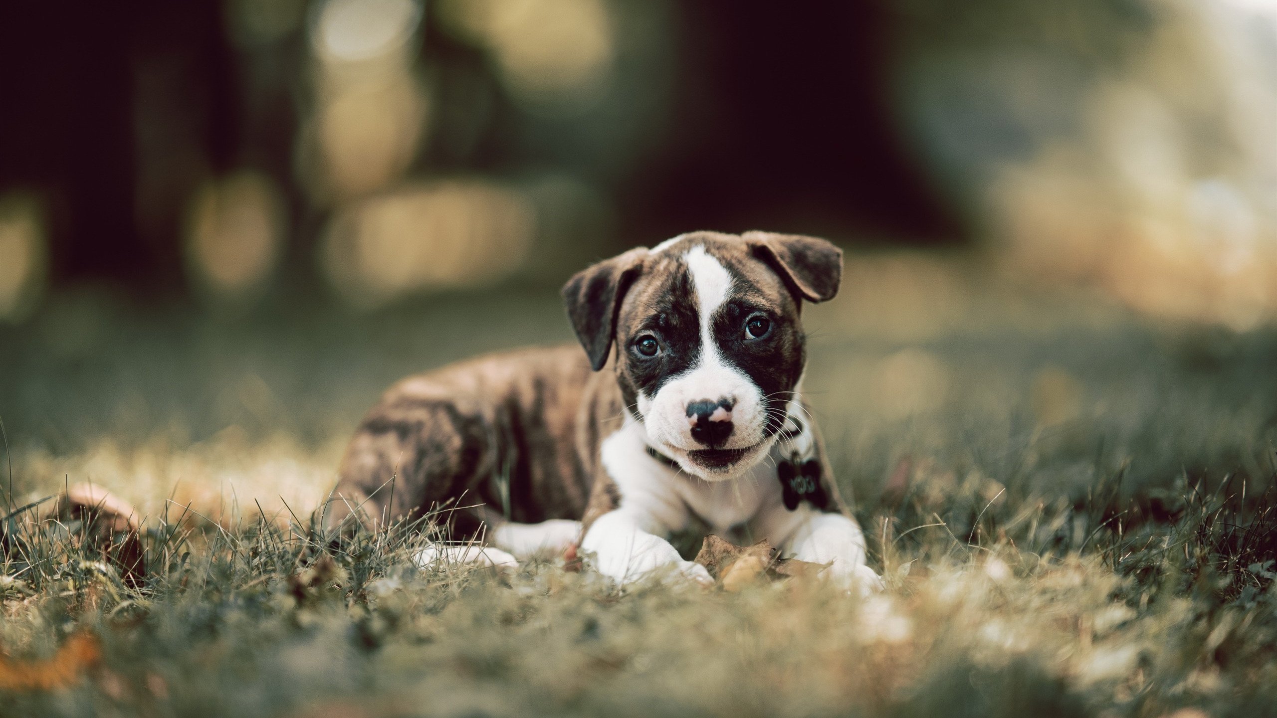 阿斯顿维拉主场2-1战胜切尔西,状态回暖,阿斯顿维拉对阵切尔西