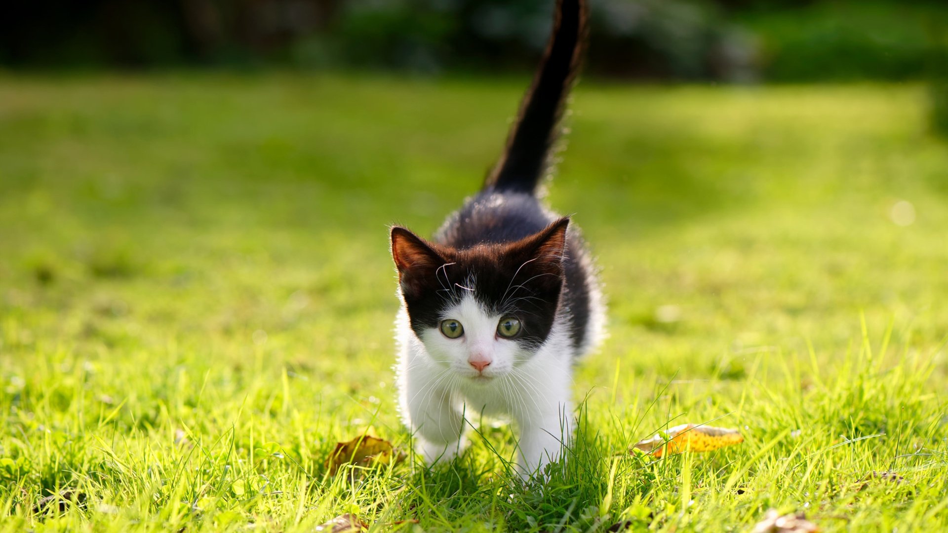 首尔FC取得连胜，连续高歌猛进，首尔fc比赛结果