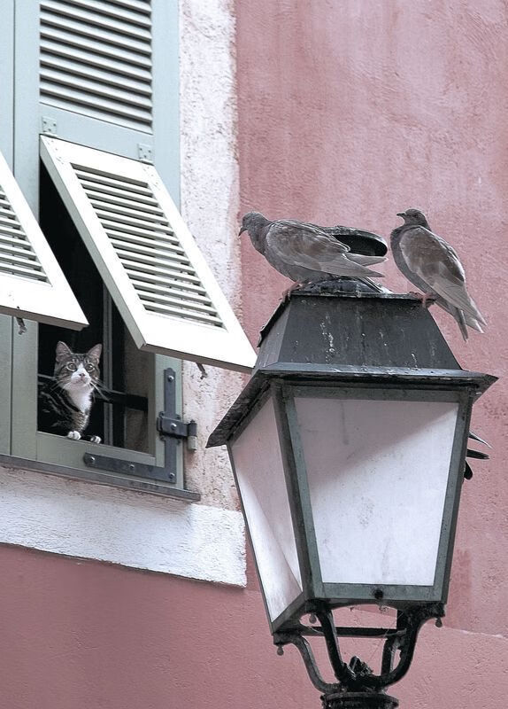 CBA联盟提升赛事品质 吸引更多球迷关注，cba篮球联盟