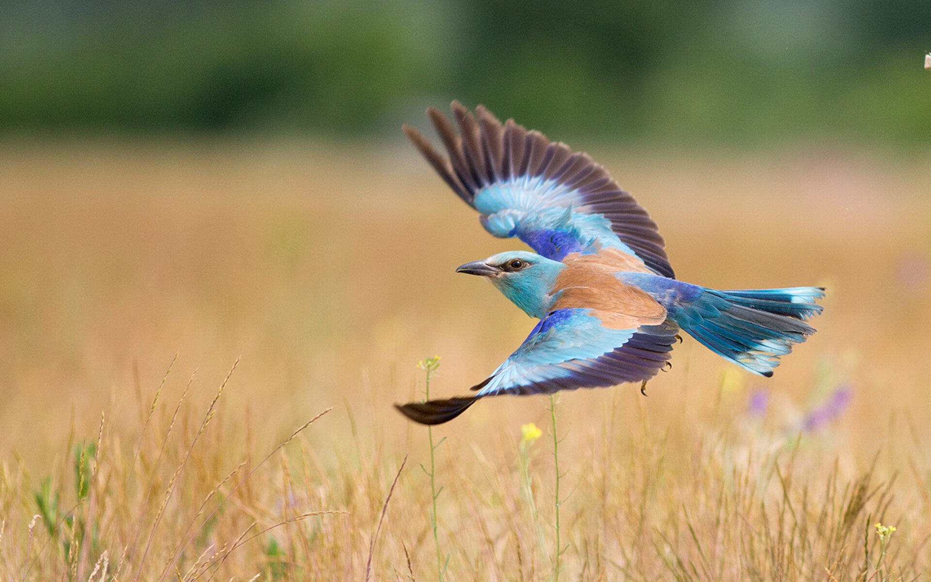 女子蝶泳划频密度:中国最具弹性,女子蝶泳成绩