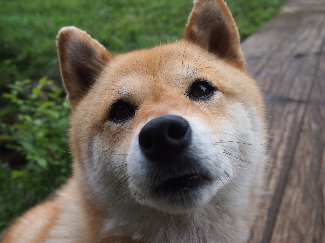 足球战术打法日趋多样化,足球战术打法有什么