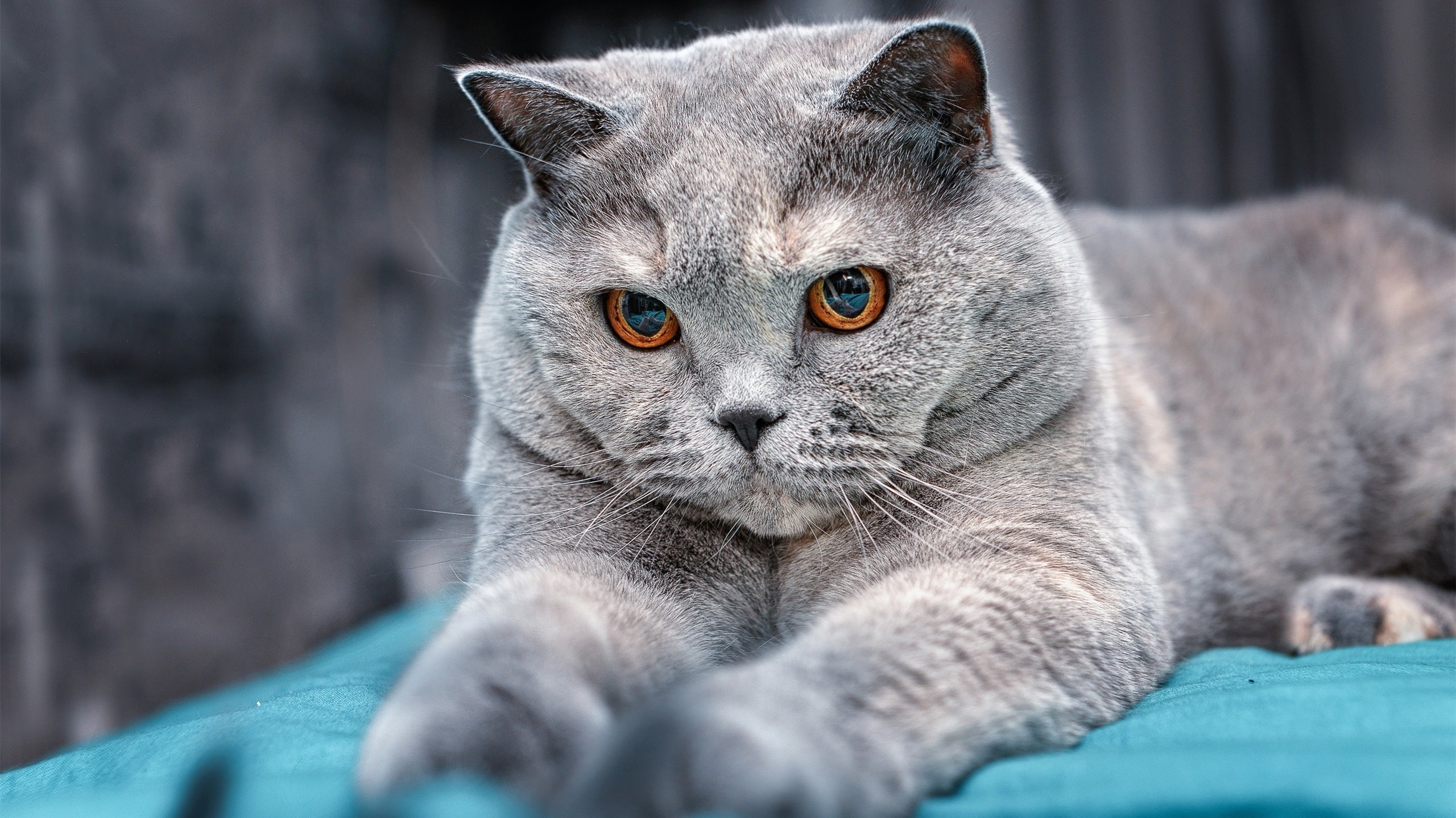 青训项目社会捐赠制度未被体系化引导，青训项目社会捐赠制度未被体系化引导怎么办