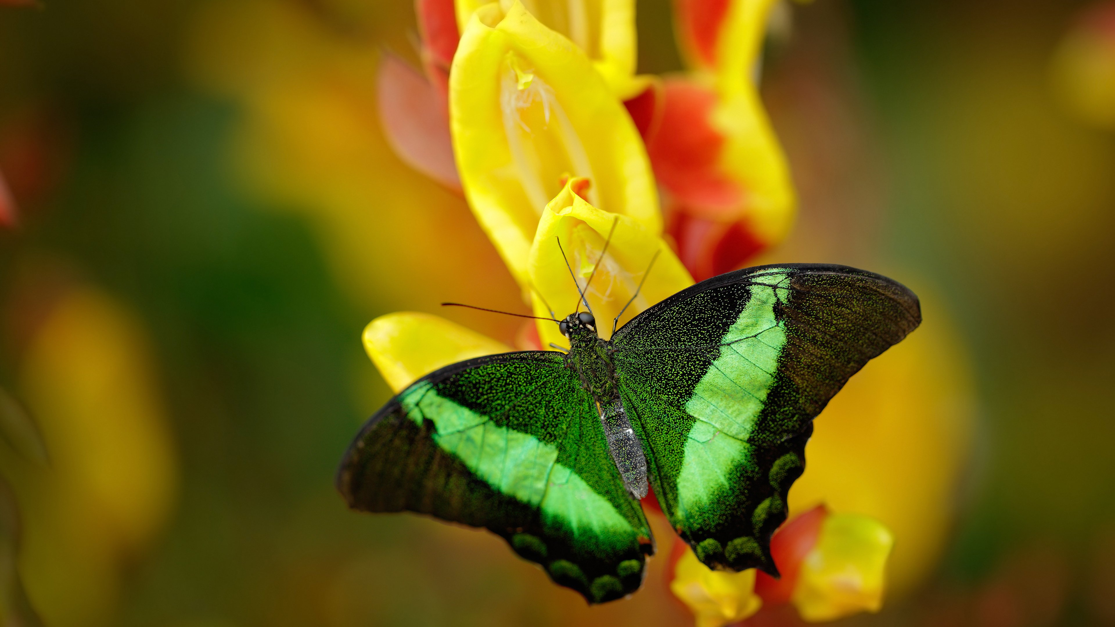塔特的快速反击与精准传球成为袋鼠队得分法宝