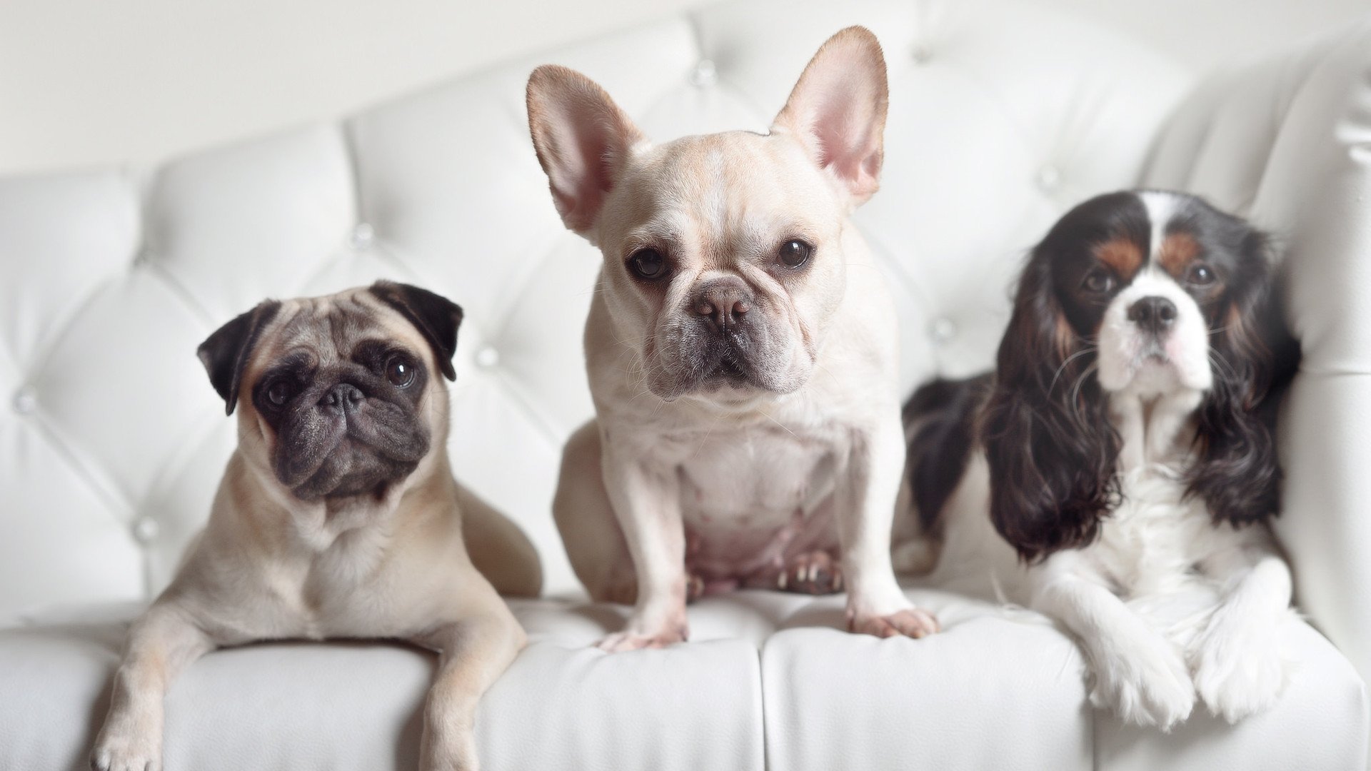 西甲超级射手:连续破门,场场精彩!,西甲 超级杯